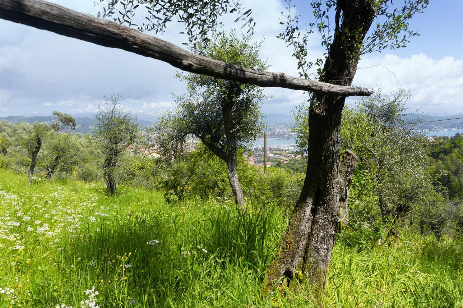 Apartmán Gli Ulivi Sul Golfo E Le 5 Terre La Spezia Exteriér fotografie